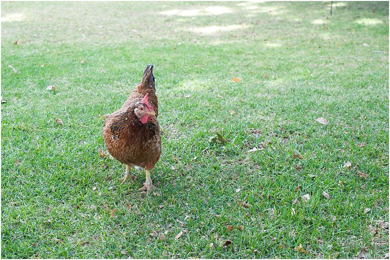 Lionel en Liezl se mooi troue_0009
