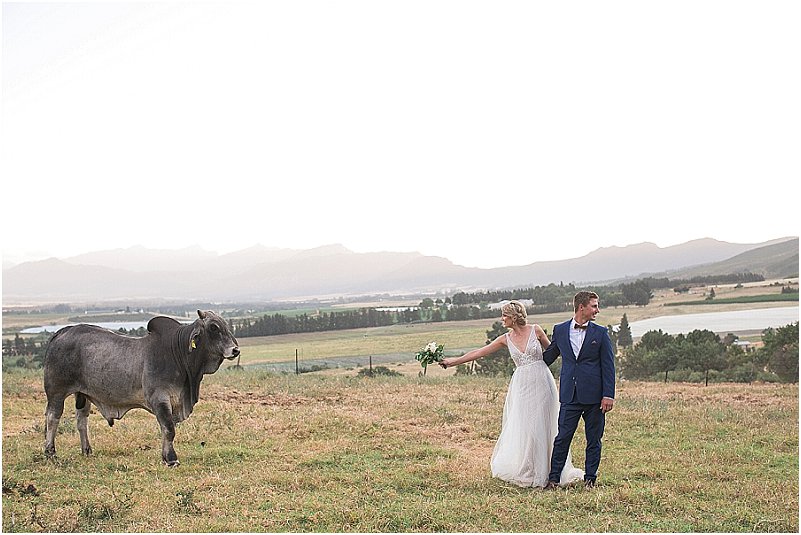 bull and wedding couple