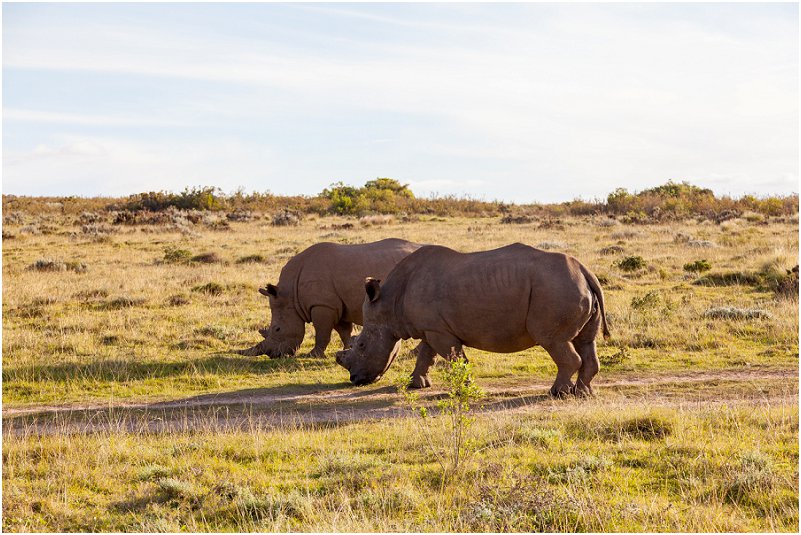 private game reserve western cape rhino Rhinoceros