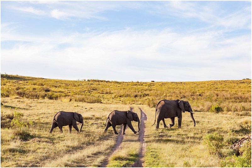 luxury lodges western cape elephant