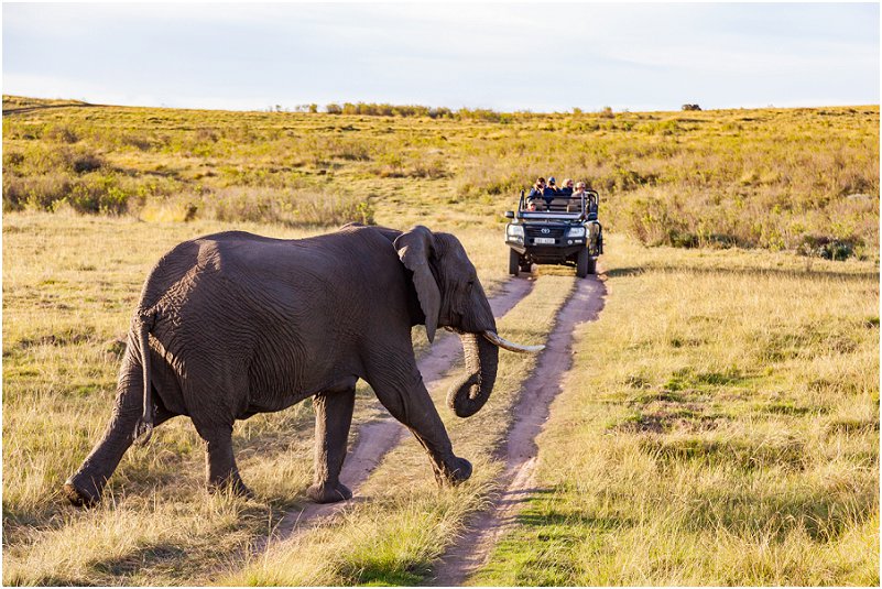 game reserves in south africa elaphant