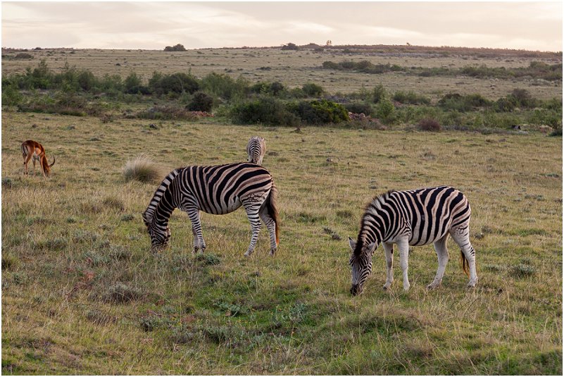 vorsprung studio zebra