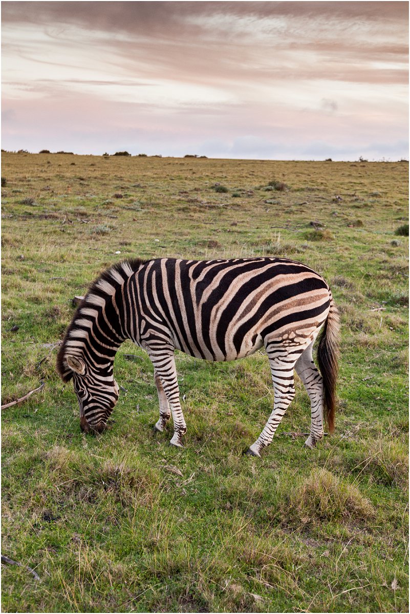 gondwana game reserve zebra