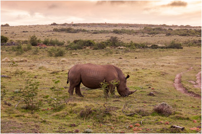 game reserves in south africa Rhinoceros