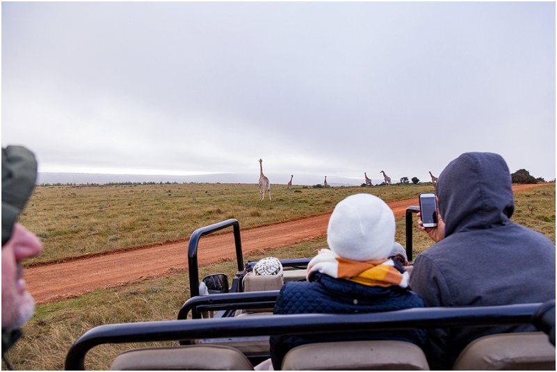 gondwana game reserve giraffe