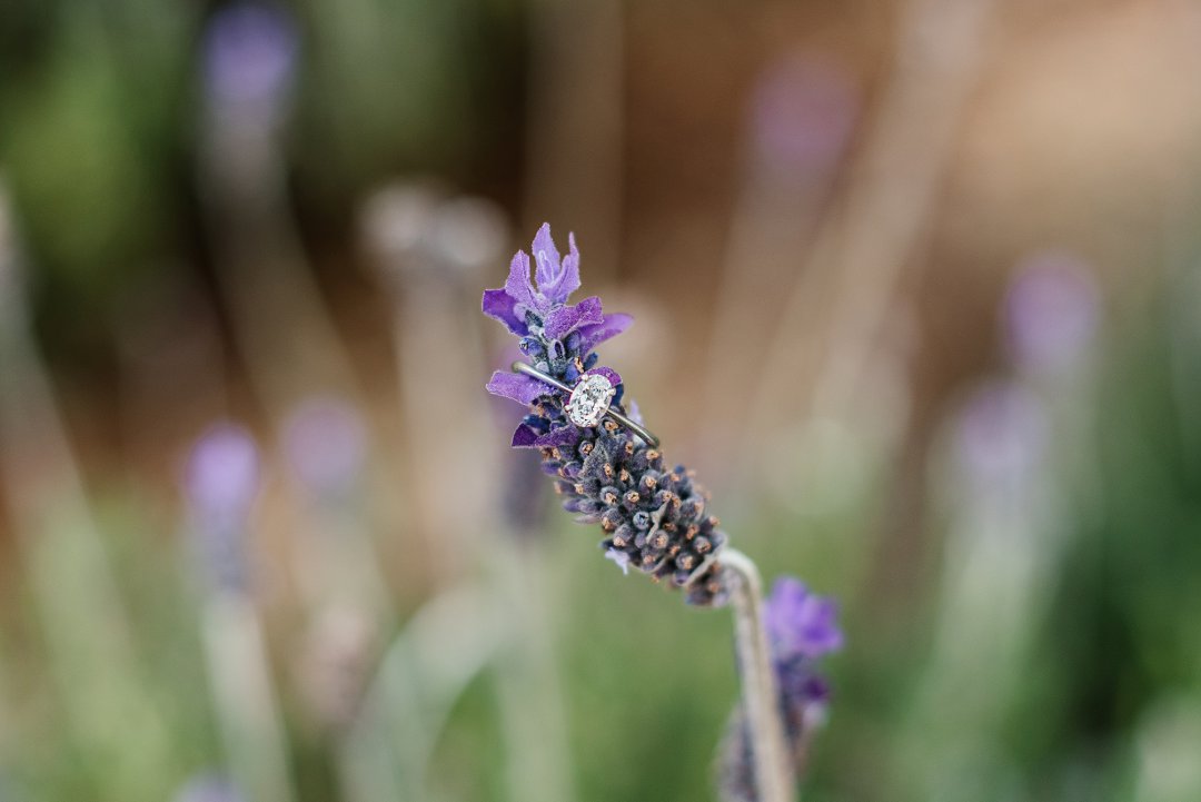 lavender field engagement shoot