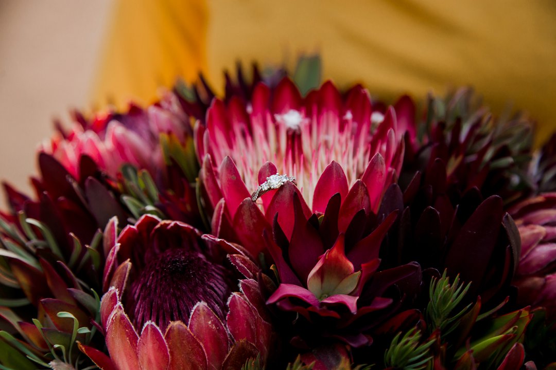 engagement photos between proteas